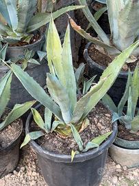 Agave