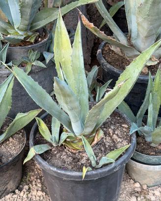 Agave