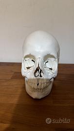 Modellino anatomico / cranio umano