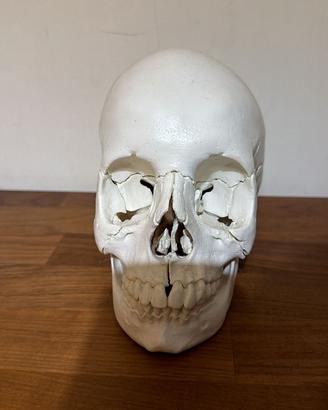 Modellino anatomico / cranio umano