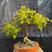 Zelkova bonsai
