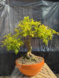 Zelkova bonsai