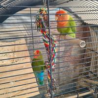 Coppia pappagalli inseparabili