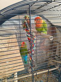 Coppia pappagalli inseparabili