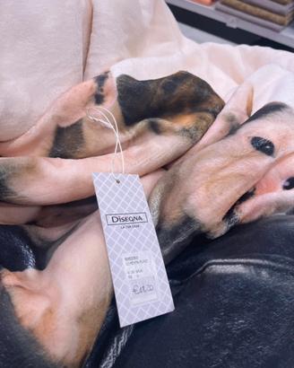 Plaid morbido con stampa cani