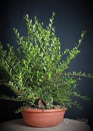Mirto (Myrtus pumila)