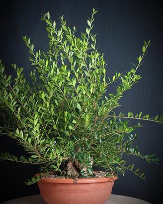 Mirto (Myrtus pumila)