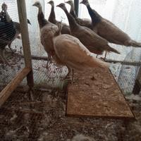 Pavoni castani giovani