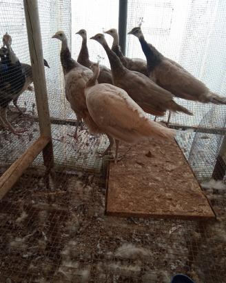 Pavoni castani giovani