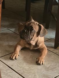 Bulldog Francese