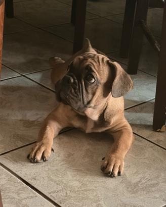 Bulldog Francese