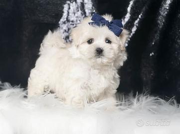 Cucciolo di Maltese