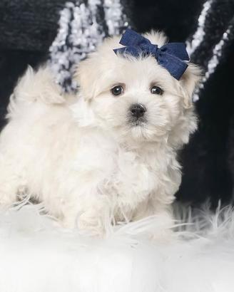 Cucciolo di Maltese