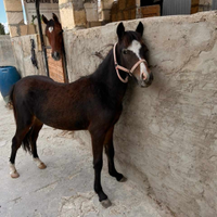 Pony