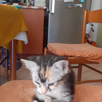 Gattina da compagnia