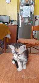 Gattina da coccolare