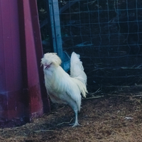 Galline