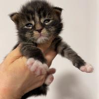 Cucciolo di Maine coon con pedigree