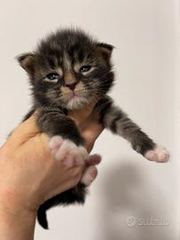 Cucciolo di Maine coon con pedigree