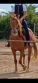 Pony femmina