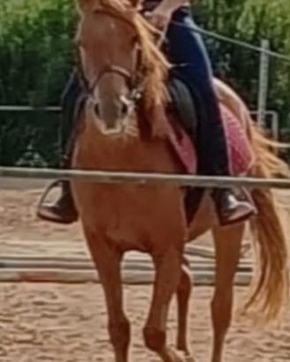 Pony femmina