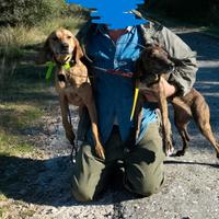 Coppia segugi maremmani