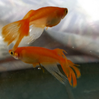 Medaka red butterfly