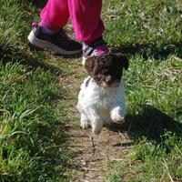 Cucciole di Lagotto Romagnolo