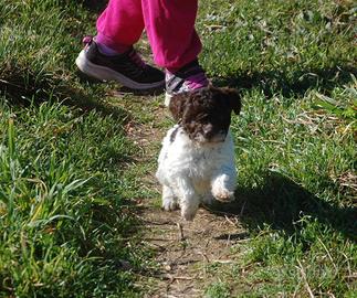Cucciole di Lagotto Romagnolo