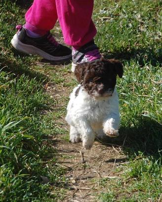 Cucciole di Lagotto Romagnolo