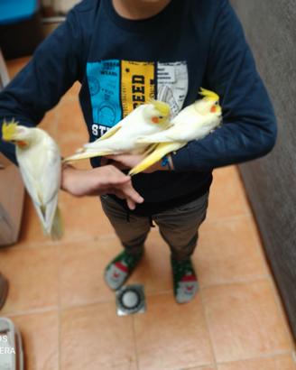 Pullo di pappagalli docili e riproduttori