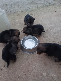 Stupendi cuccioli di cane