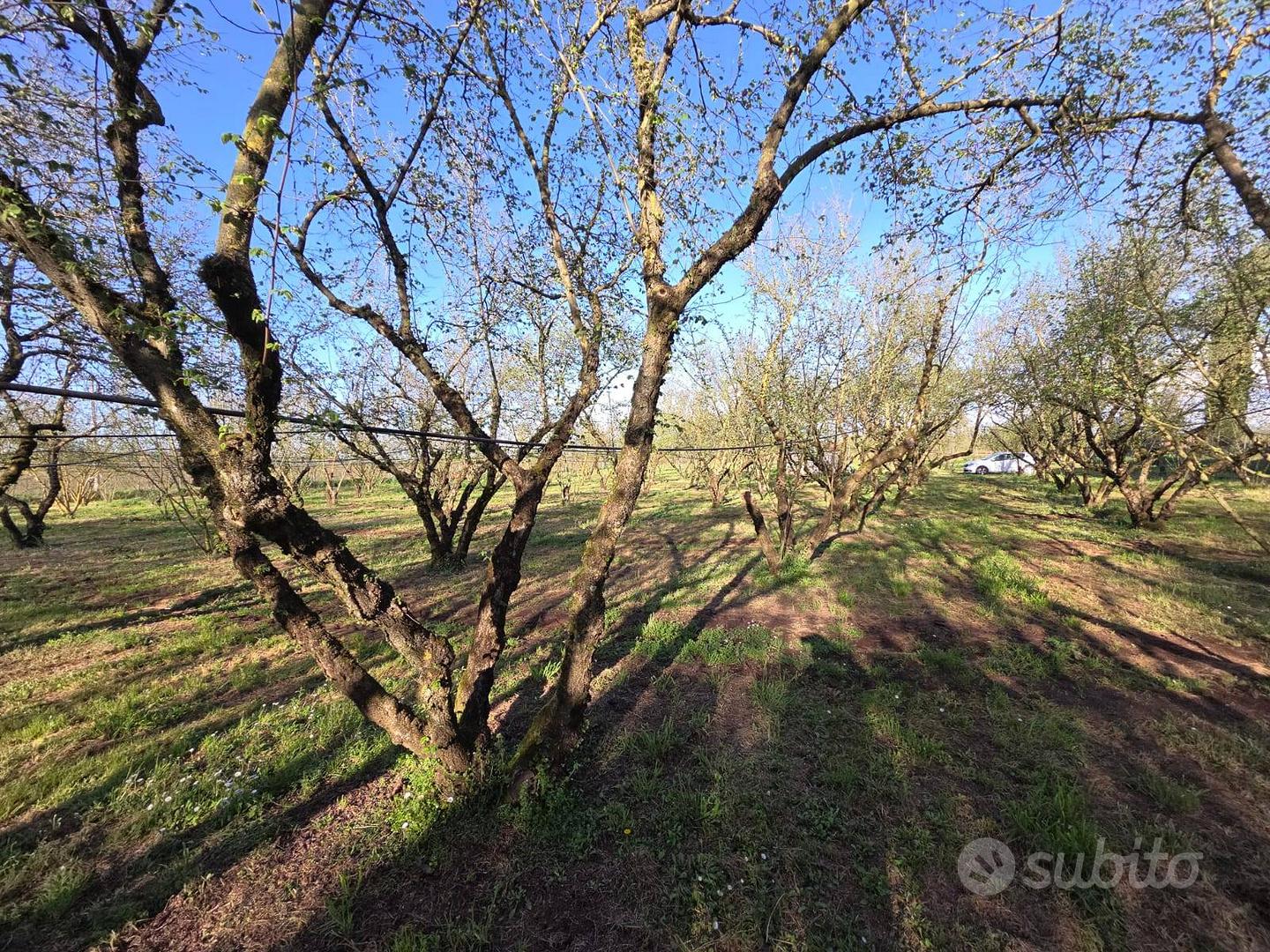 Terreno Agricolo - Ronciglione - Vista 2