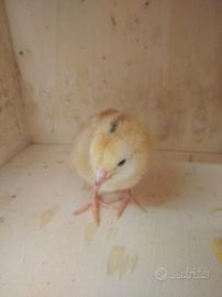 Gallina Kabir