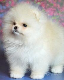 Spitz toy di Pomerania