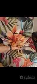 Chihuahua Toy maschietto