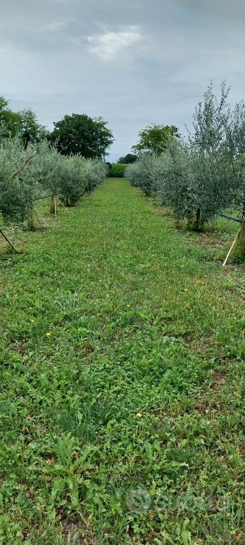 Terreno edificabile e agricolo - Vista 5