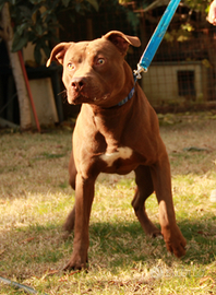 Maschio di American Pitbull Terrier