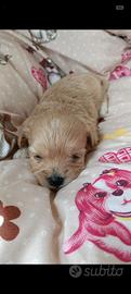 Maltipoo mini