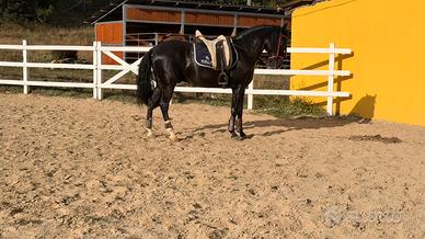 Cavallo lusitano