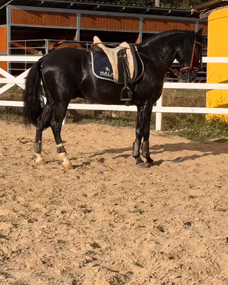 Cavallo lusitano