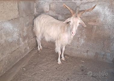 Capra