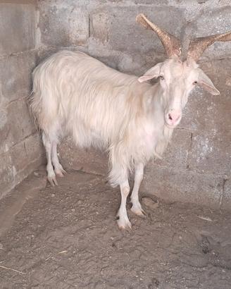 Capra