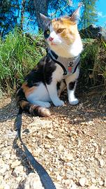 Coppia seria con lavoro stabile