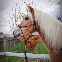 Haflinger Puledra