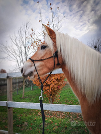 Haflinger Puledra