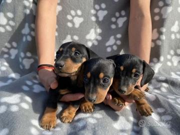 Bassotti Nani deliziosi