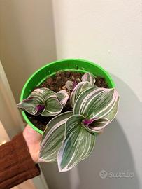 Tradescantia