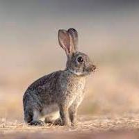 Conigli selvatici come MINI LEPRI