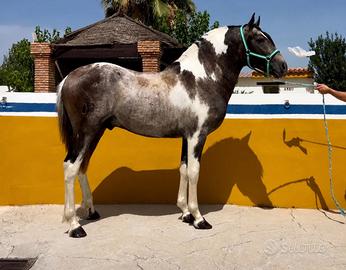 Cavallo Iberico